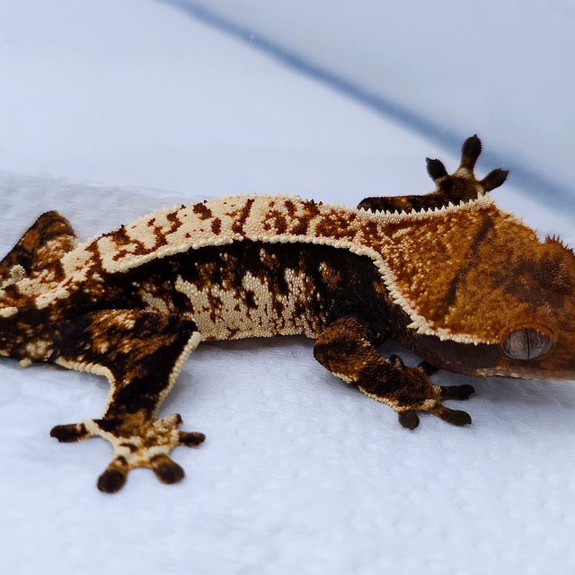 텐저린 트라이 익스트림할리퀸