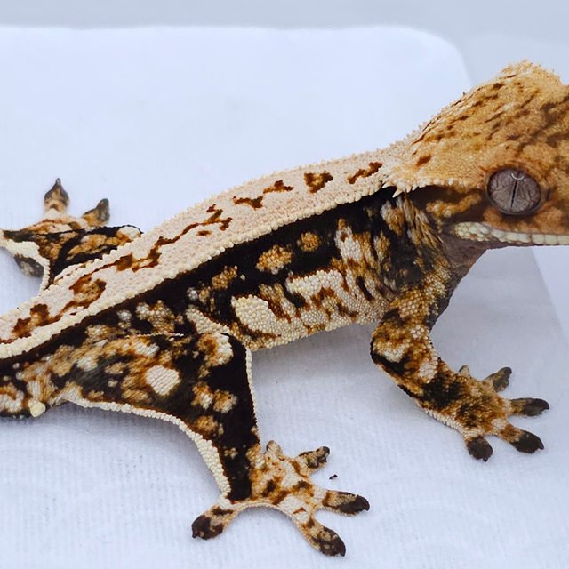 Tri Quad Pinstripe