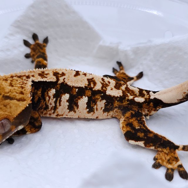 Tangerine Tri Extreme Harlequin