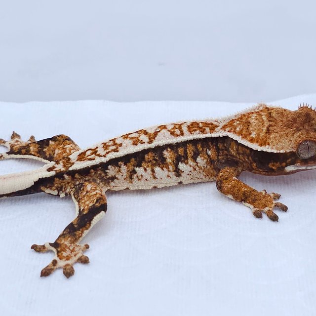 Tangerine Tri Extreme Harlequin White Spot