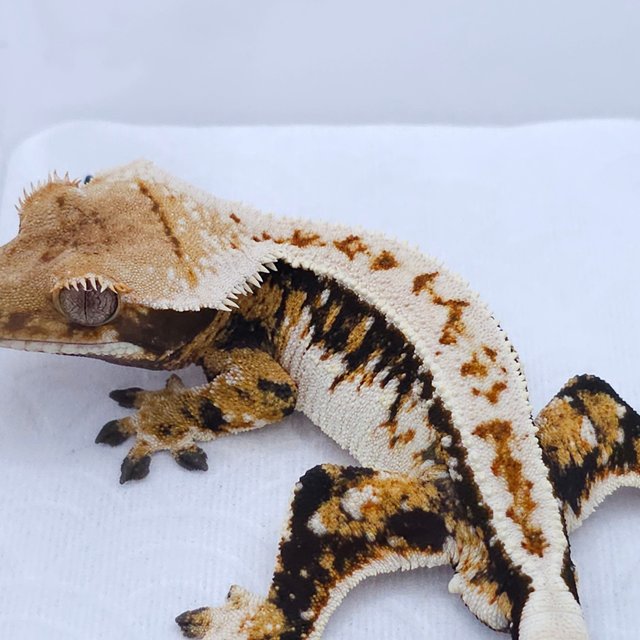 Tri Extreme Harlequin White Spot Pinstripe