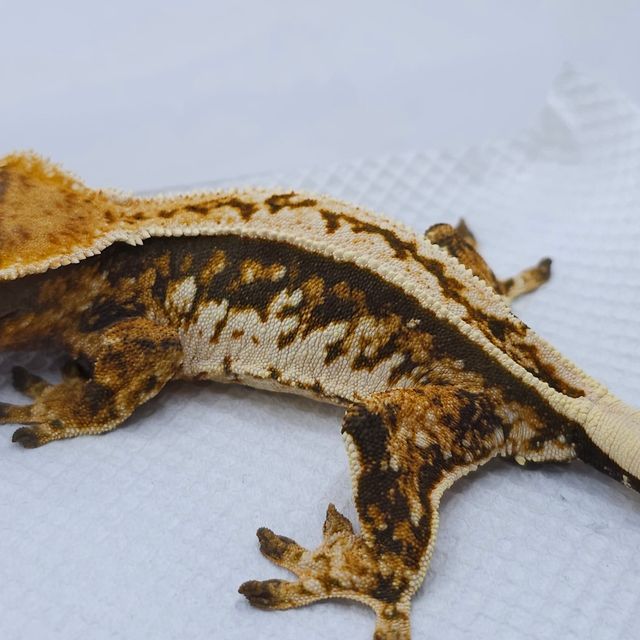텐저린 핀스트라이프 트라이
