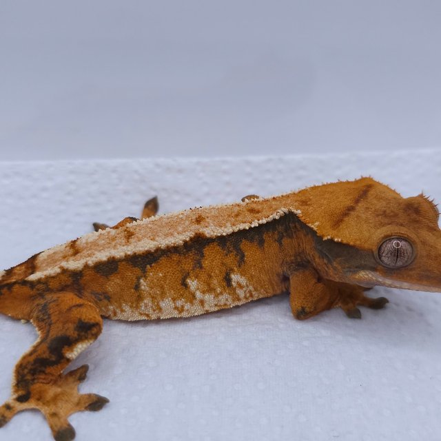 텐저린 트라이 익스트림할리퀸