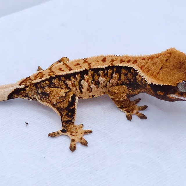 Tangerine Tri Extreme Harlequin White Spot