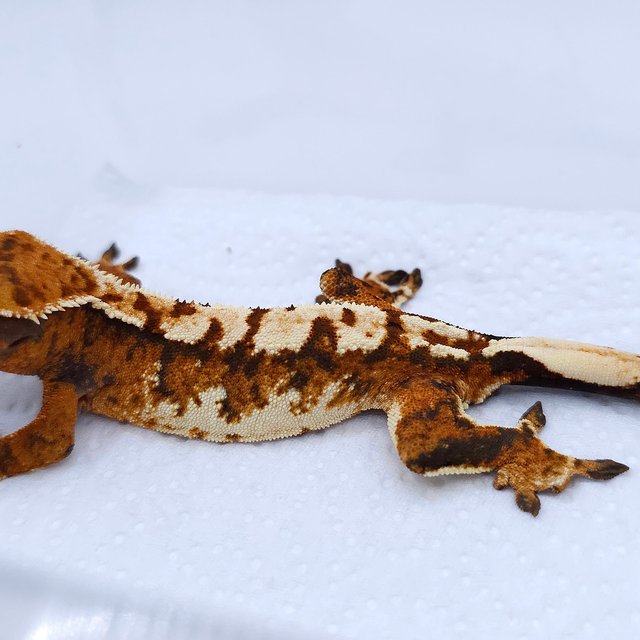 텐저린 트라이 익스트림할리퀸 화이트스팟