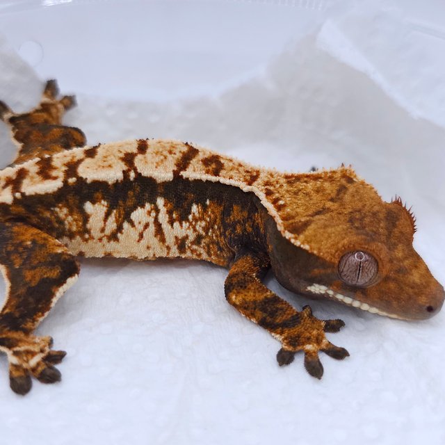 Tangerine Tri Extreme Harlequin Harlequin