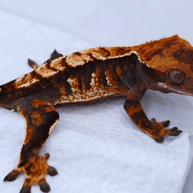 Tangerine Tri Extreme Harlequin