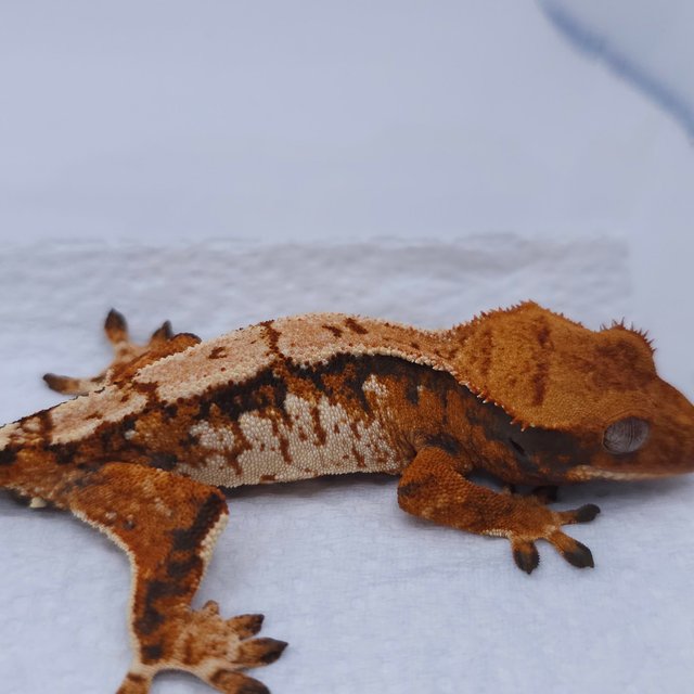 Tangerine Tri Extreme Harlequin