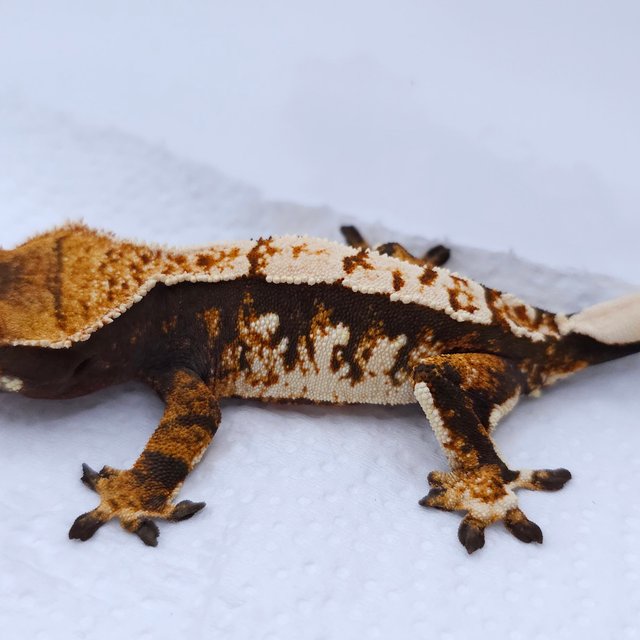 Tangerine Tri Extreme Harlequin Harlequin