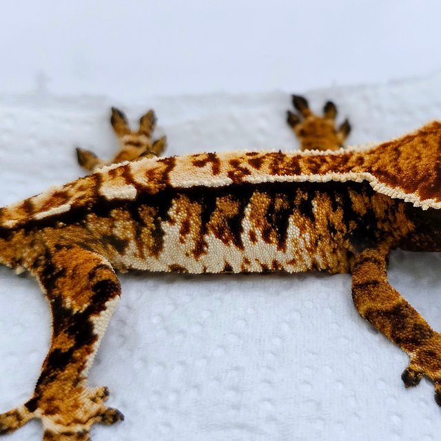 Tangerine Tri Extreme Harlequin