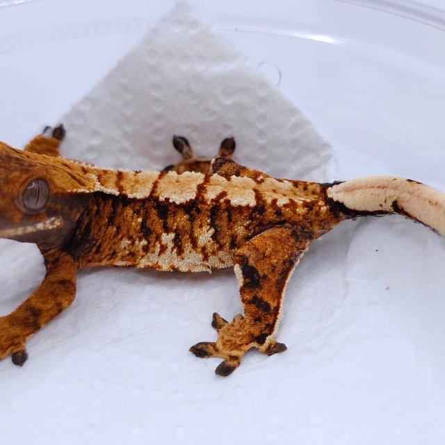 Tangerine Tri Extreme Harlequin