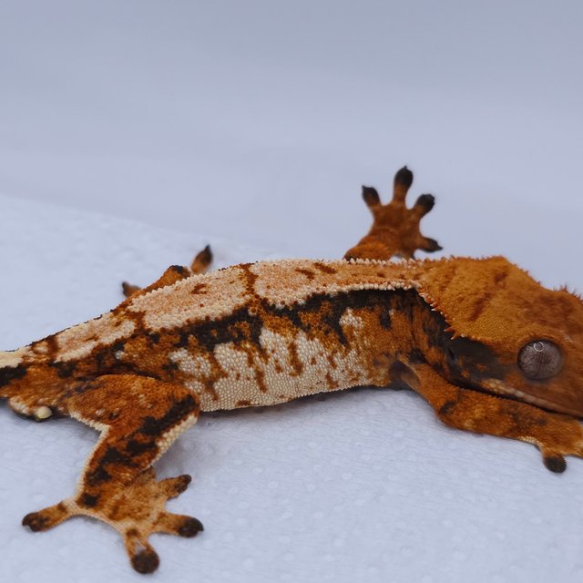 텐저린 트라이 익스트림할리퀸