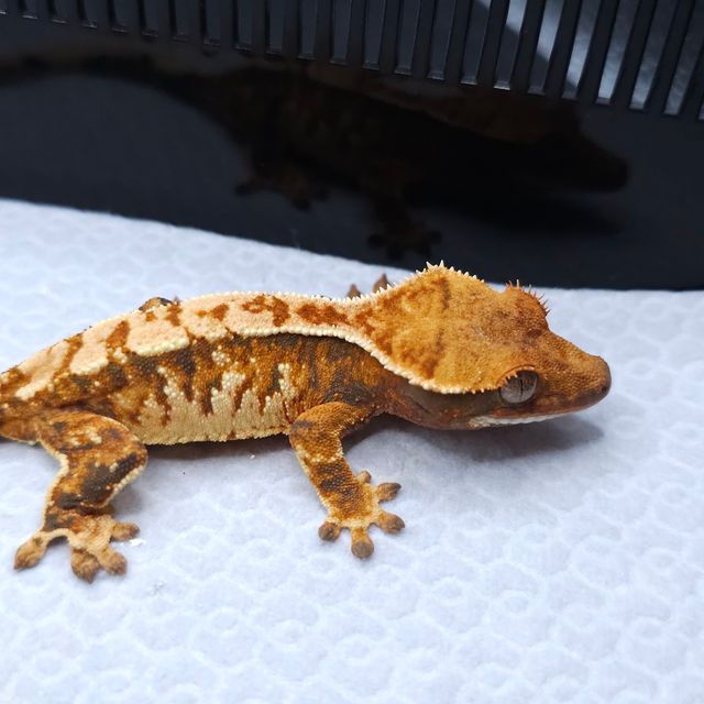 Tri Tangerine Extreme Harlequin