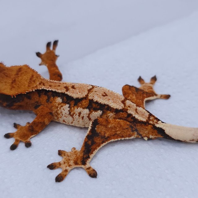 Tangerine Tri Extreme Harlequin