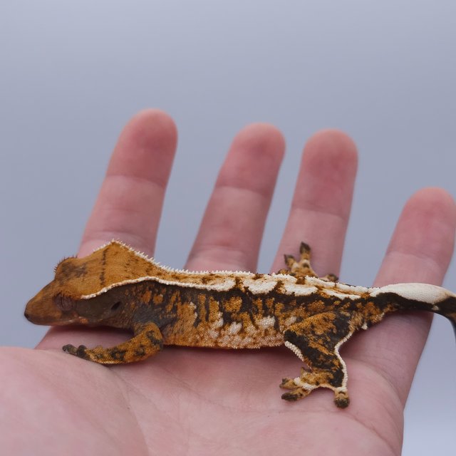 Tangerine Tri Extreme Harlequin