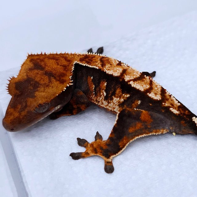 Tangerine Tri Extreme Harlequin