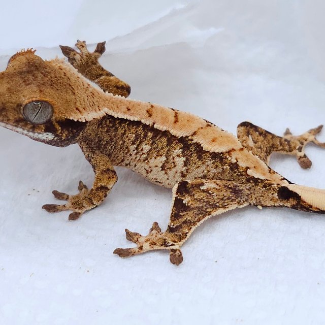 Tri Extreme Harlequin White Spot