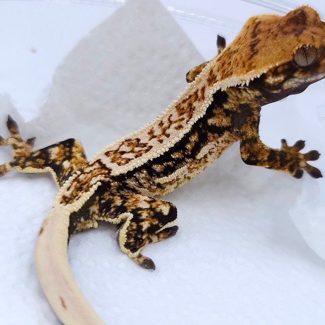 Normal Quad Pinstripe