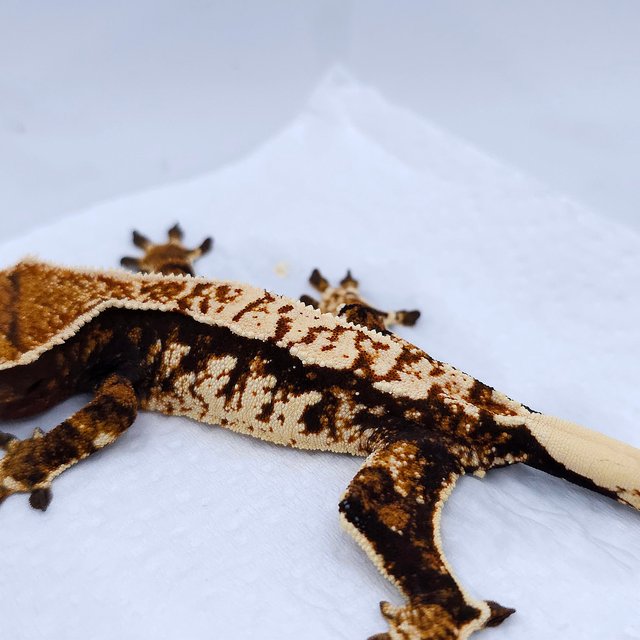 텐저린 트라이 익스트림할리퀸