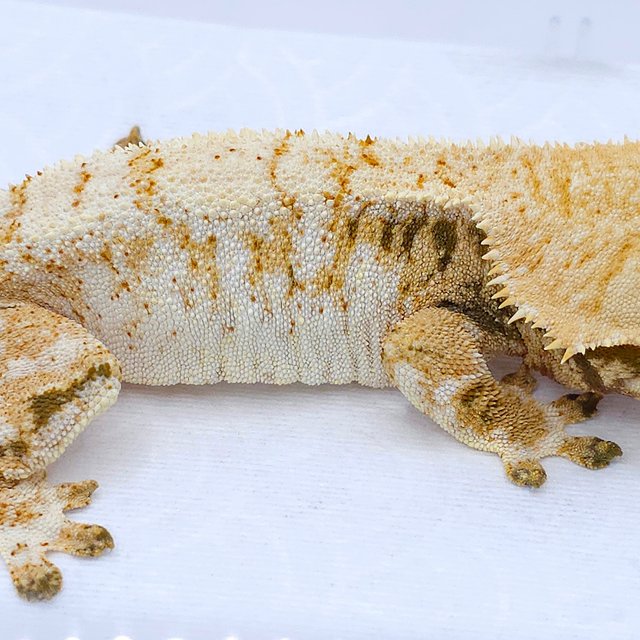 Yellow Tri Extreme Harlequin White Spot