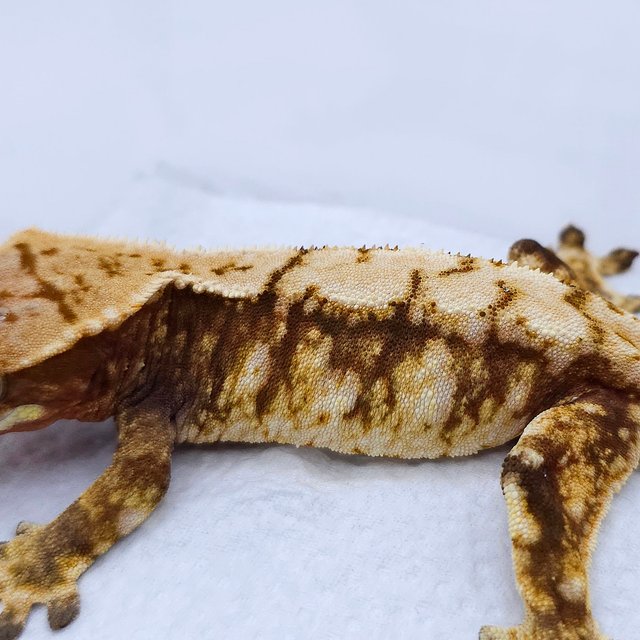 Tri White Spot Extreme Harlequin Red