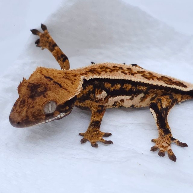 Tangerine Pinstripe Tri Quad