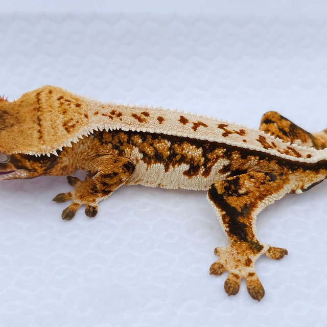 Tangerine Tri Quad Pinstripe