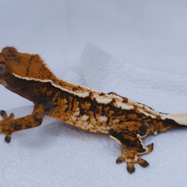 텐저린 트라이 익스트림할리퀸