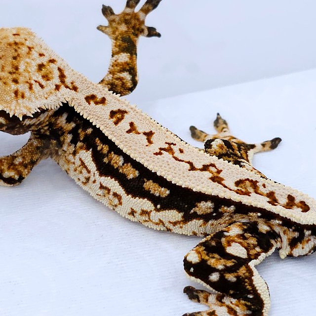 Quad Pinstripe Tri