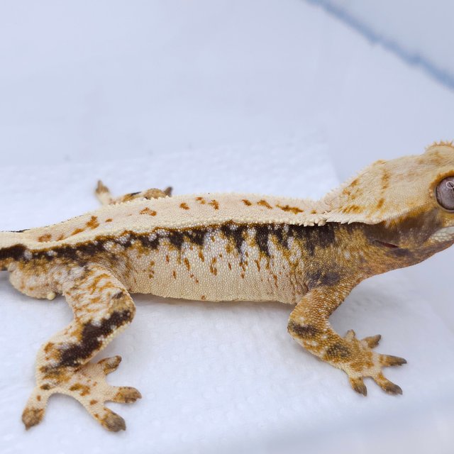 Tri Extreme Harlequin Drippy White Spot