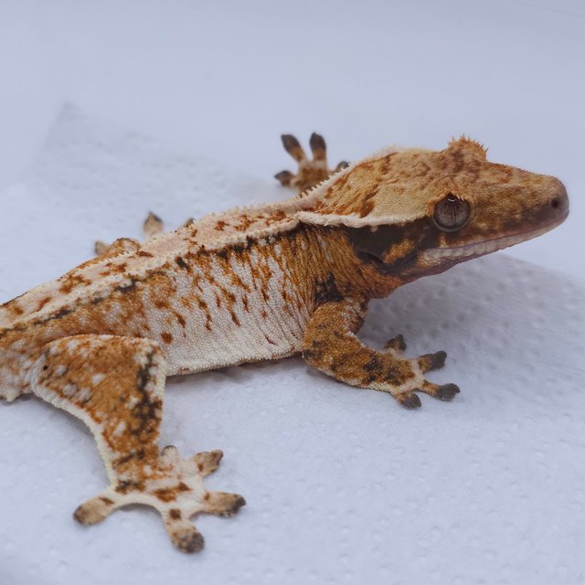 Tangerine Tri Extreme Harlequin White Spot Drippy