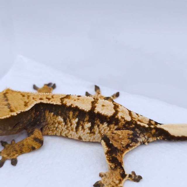 Tri Extreme Harlequin