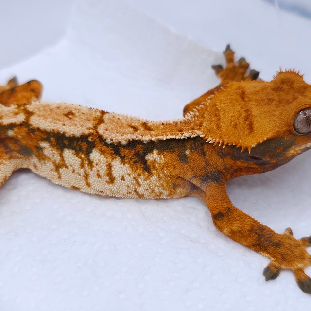 Tangerine Tri Extreme Harlequin