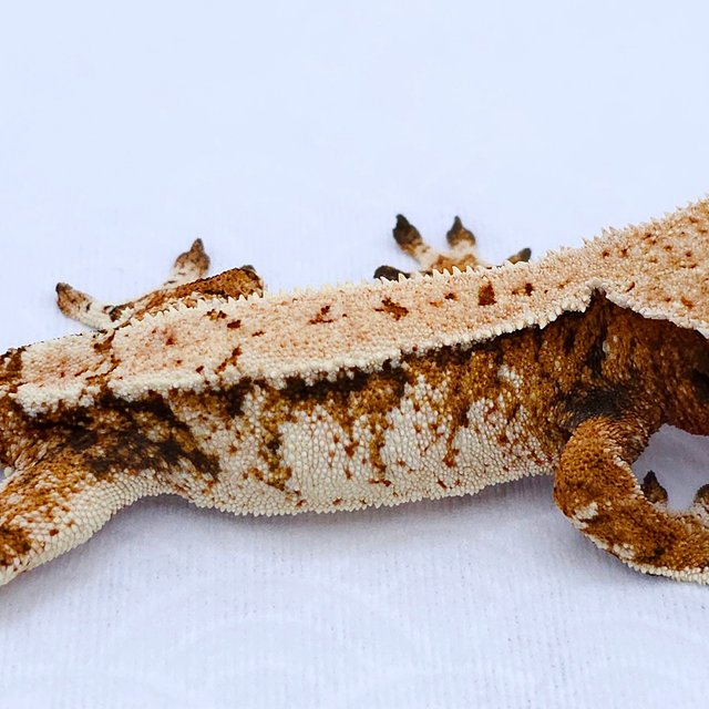 Tangerine Tri Extreme Harlequin White Spot