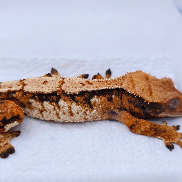 텐저린 트라이 익스트림할리퀸