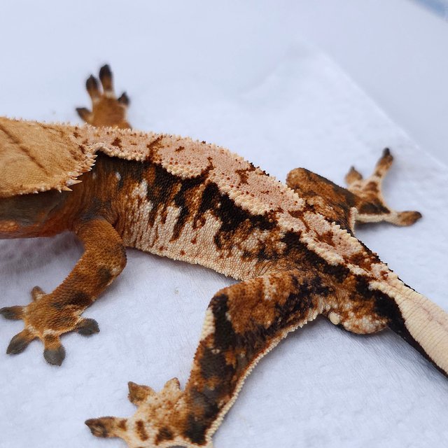 텐저린 트라이 익스트림할리퀸