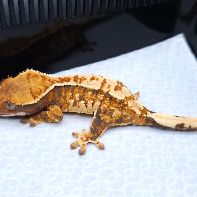 Tri Tangerine Extreme Harlequin