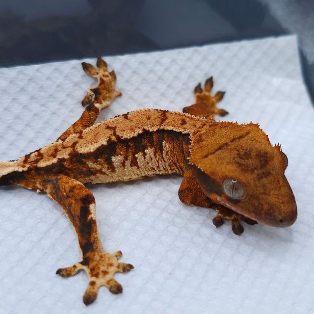 Extreme Harlequin Tangerine Tri