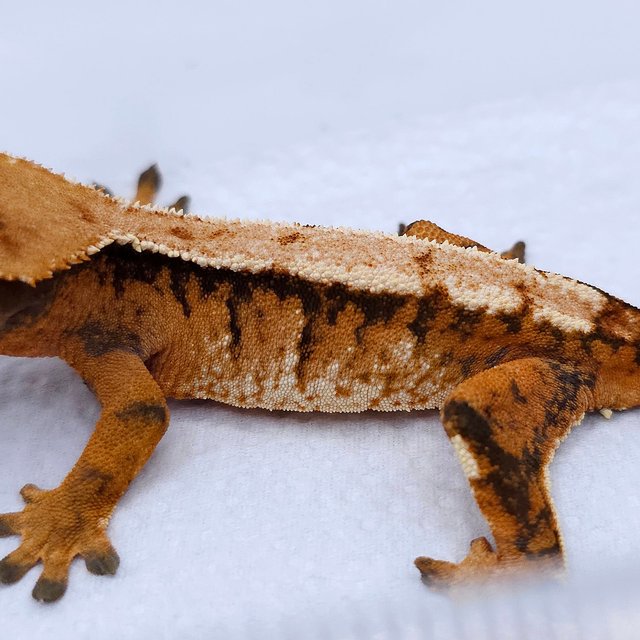 Tangerine Tri Extreme Harlequin