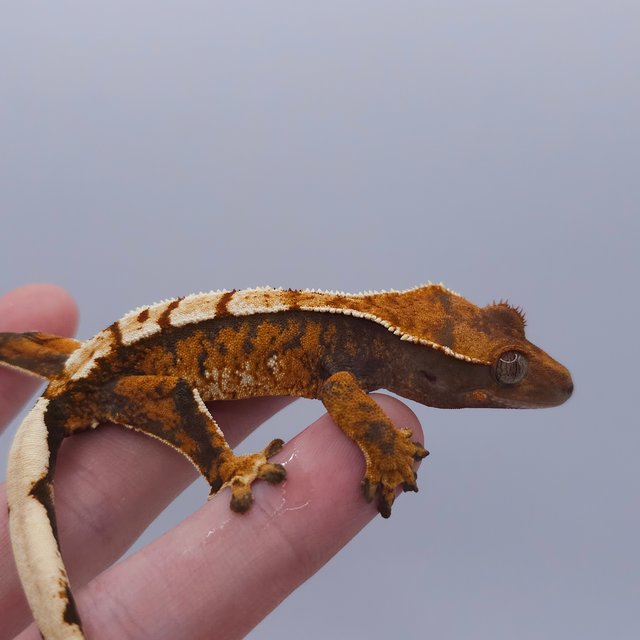 Tangerine Tri Extreme Harlequin