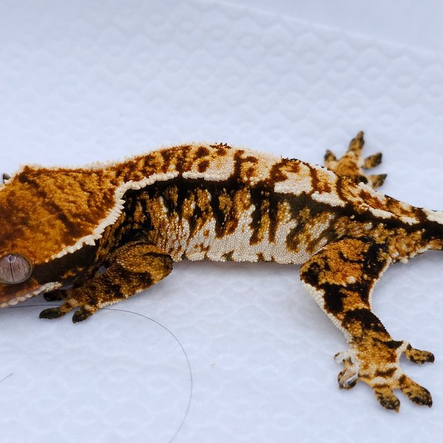Tangerine Tri Extreme Harlequin