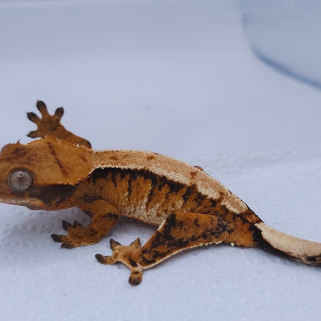 Tangerine Tri Extreme Harlequin