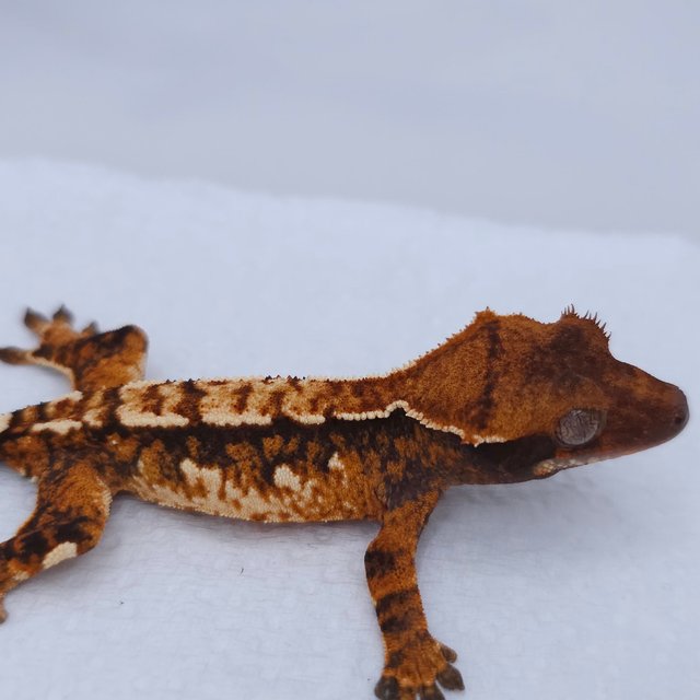 텐저린 트라이 익스트림할리퀸