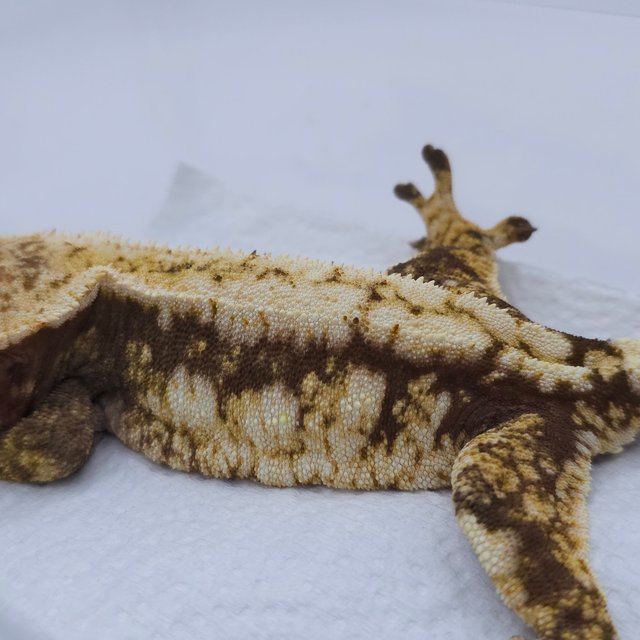 Tri Extreme Harlequin White Spot Drippy