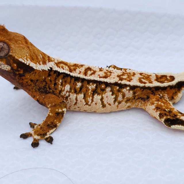 Tangerine Tri Extreme Harlequin Pinstripe