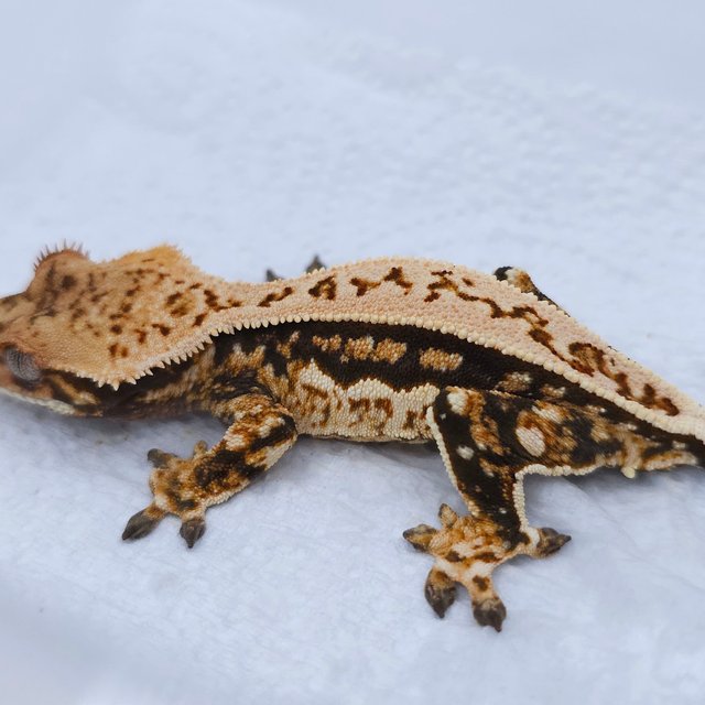 Pinstripe Tri Quad