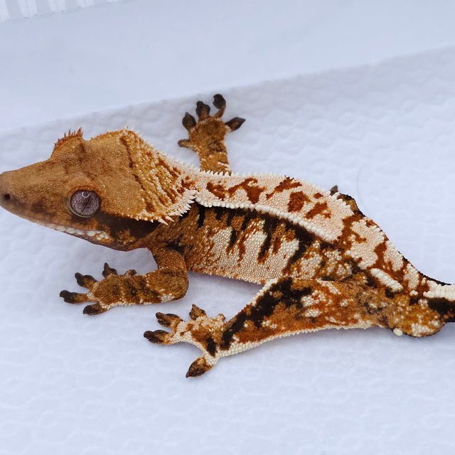 Tangerine Tri Extreme Harlequin Pinstripe