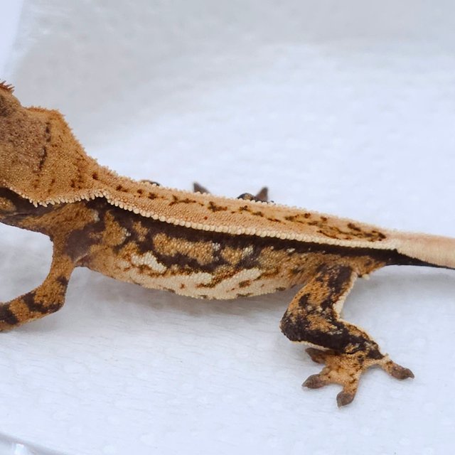 Quad Pinstripe White Spot