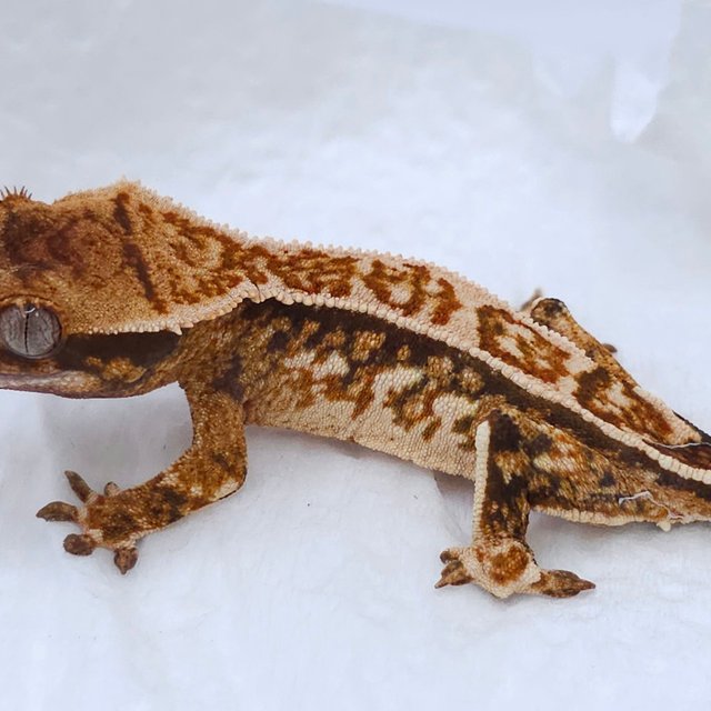 Tangerine Tri Pinstripe Quad White Spot