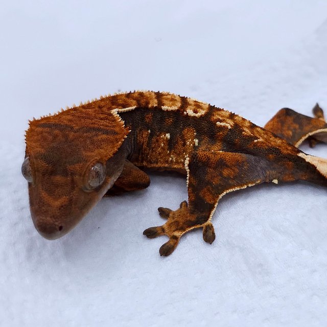 Tangerine Tri Extreme Harlequin